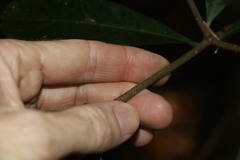 Atractocarpus benthamianus