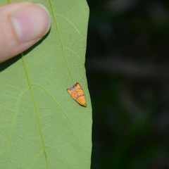 Pycnozancla acribes