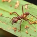 Acromyrmex octospinosus - Photo (c) Jonghyun Park, some rights reserved (CC BY), uploaded by Jonghyun Park