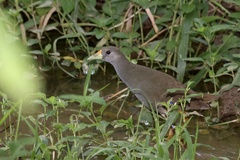 Amaurornis moluccana