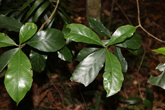 Atractocarpus benthamianus