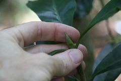 Atractocarpus benthamianus