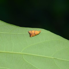 Pycnozancla acribes