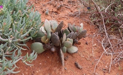 Adromischus alstonii