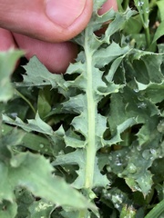 Sonchus hydrophilus