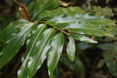 Alpinia arundelliana