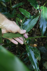 Alpinia arundelliana