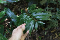 Alpinia arundelliana