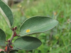 Gymnosporangium fusisporum