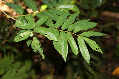 Austrosteenisia glabristyla