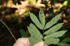 Austrosteenisia glabristyla