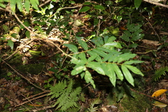 Austrosteenisia glabristyla