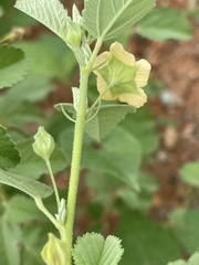Sida chrysantha