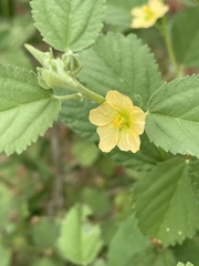Sida chrysantha