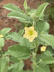 Sida chrysantha