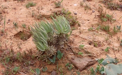Tylecodon wallichii ecklonianus