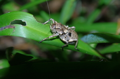 Enyaliopsis transvaalensis