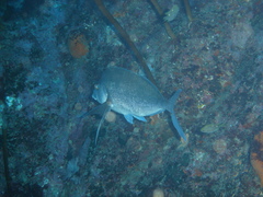 Nemadactylus douglasii