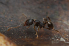 Pheidole anthracina