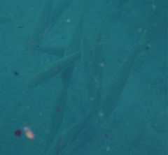 Mulloidichthys flavolineatus