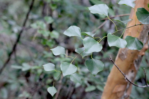 Image of Diploclisia glaucescens by no rights reserved