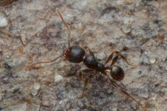 Pheidole anthracina