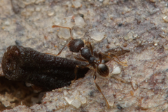 Pheidole anthracina