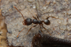 Pheidole anthracina