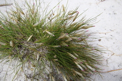 Johnsonia pubescens