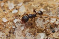 Pheidole anthracina