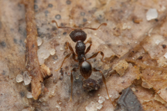 Pheidole anthracina