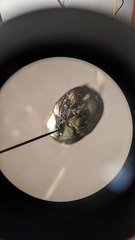 Hypocacculus