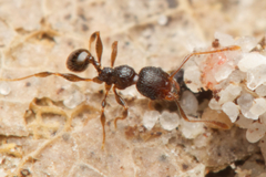 Pheidole anthracina