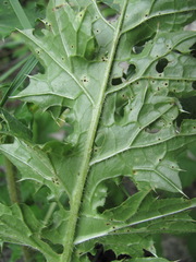 Puccinia calcitrapae