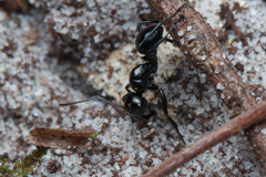 Polyrhachis pilosa