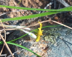 Hypoxis floccosa