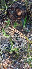 Urochloa serrata