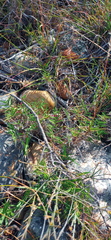 Urochloa serrata