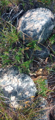 Urochloa serrata