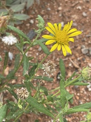 Hirpicium bechuanense