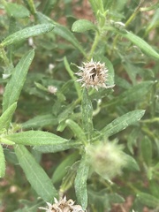 Hirpicium bechuanense