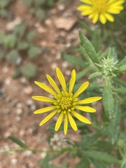 Hirpicium bechuanense