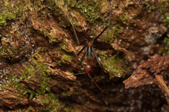 Leptomyrmex rufithorax
