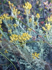 Helichrysum excisum