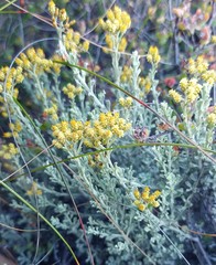 Helichrysum excisum