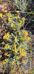Helichrysum excisum