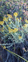 Helichrysum excisum