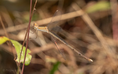 Lestes viridulus