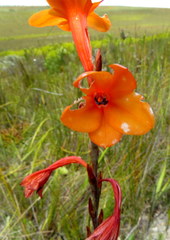 Watsonia schlechteri