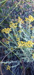 Helichrysum excisum